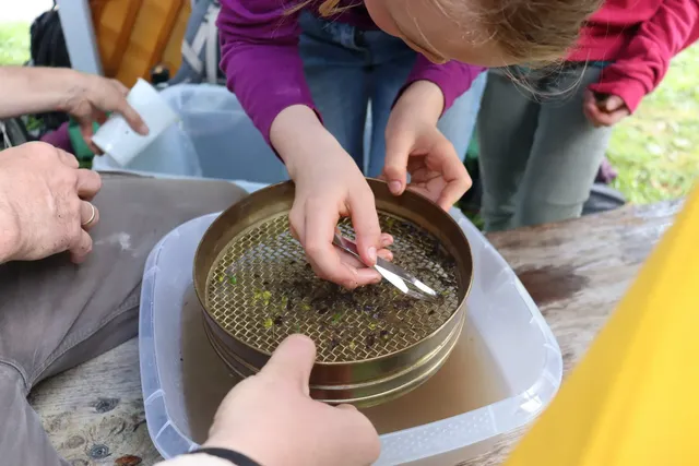 Ein Kind untersucht mit einer Pinzette Material auf einem Sieb über einer Schale Wasser.