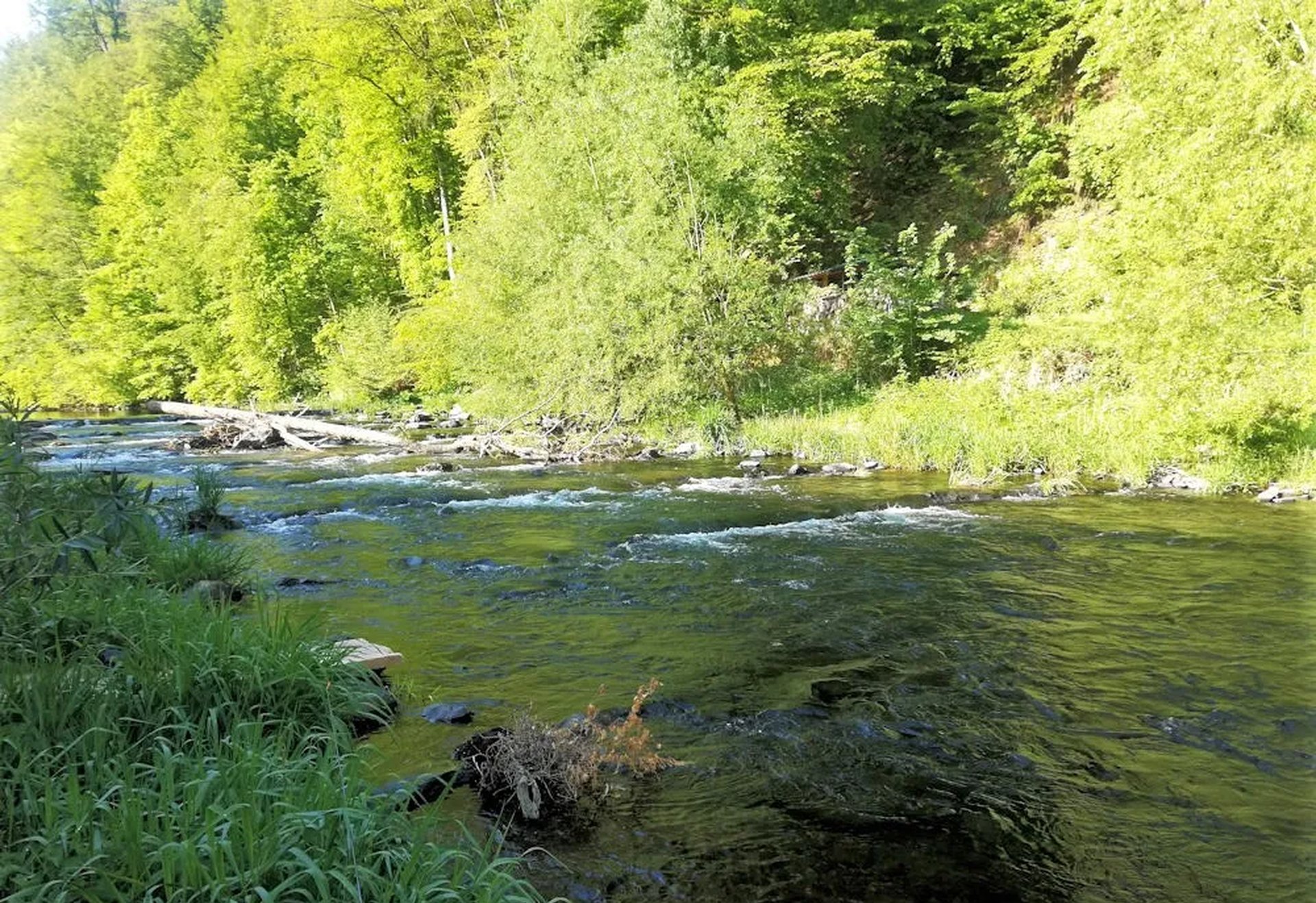 Ein klarer Fluss fließt durch eine grüne, bewaldete Landschaft im Sonnenschein.