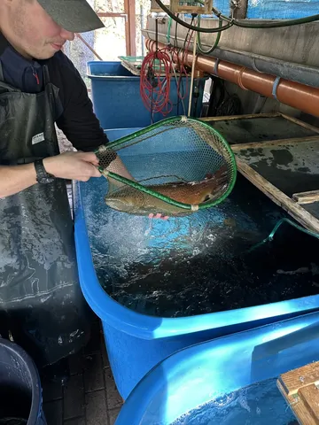 Ein Mann hält mit einem Kescher einen Fisch über einem großen blauen Wasserbecken in einer Fischzuchtanlage.