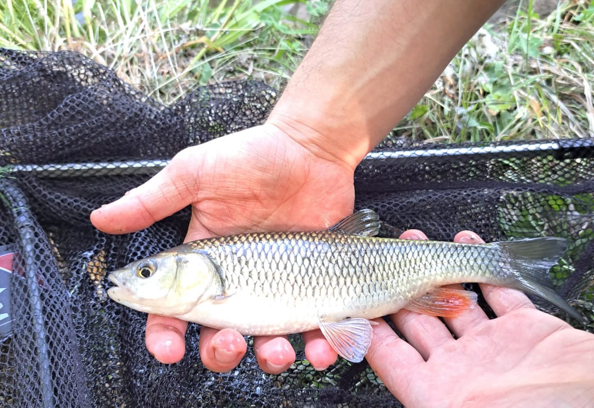 Hände halten einen Fisch, darunter liegt ein Kescher