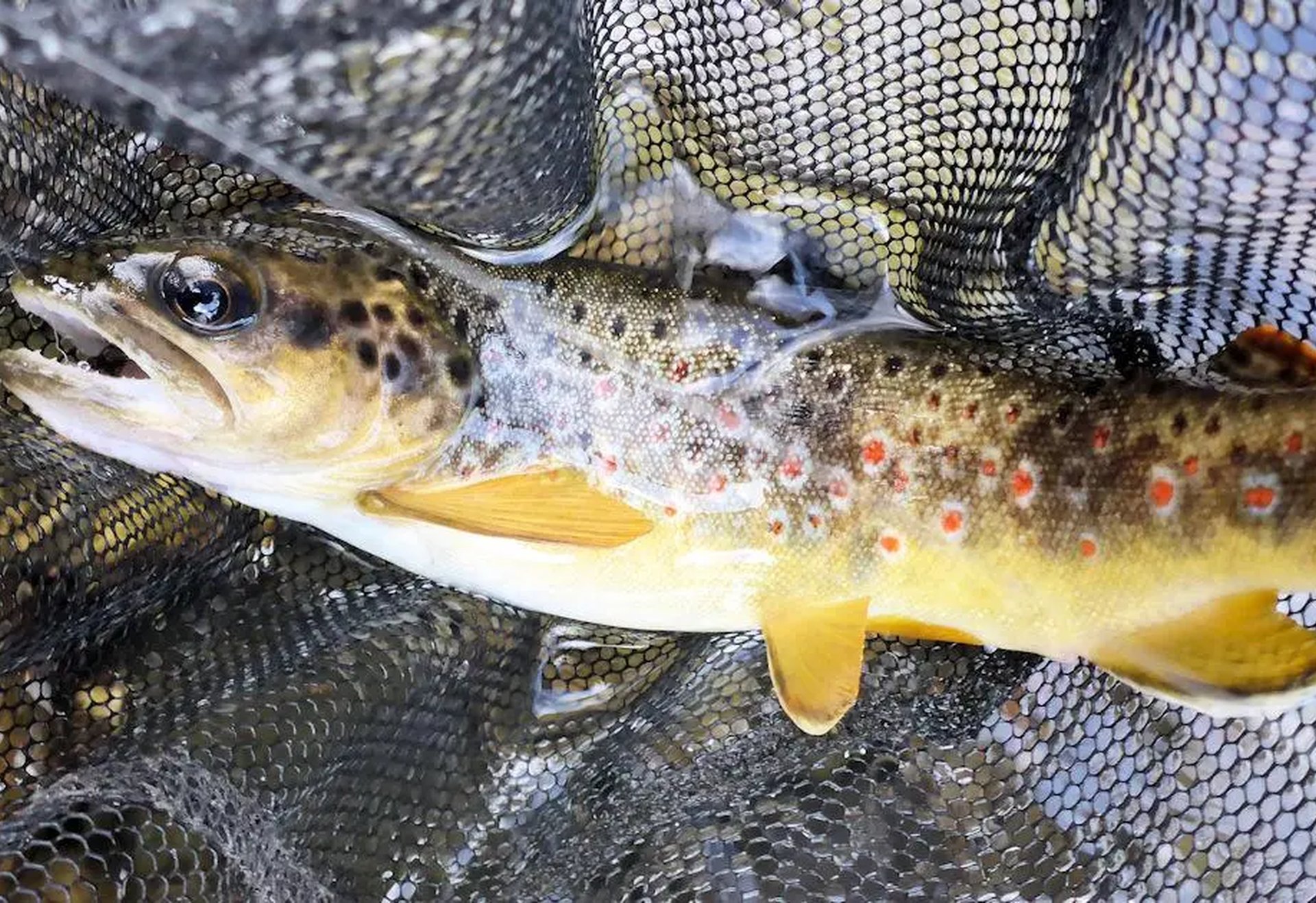 Forelle mit auffälligen Punkten liegt in einem Kescher.