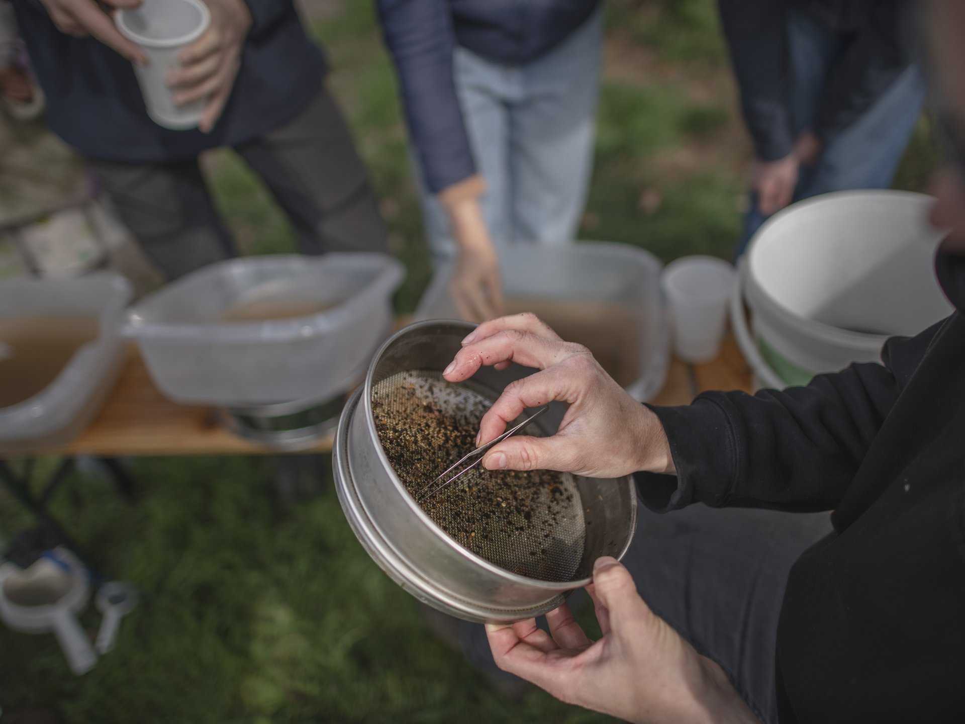 Eine Person sortiert mit einer Pinzette kleine Lebewesen aus einem Metallsieb, während im Hintergrund weitere Personen an einem Tisch mit Schüsseln und Behältern stehen.