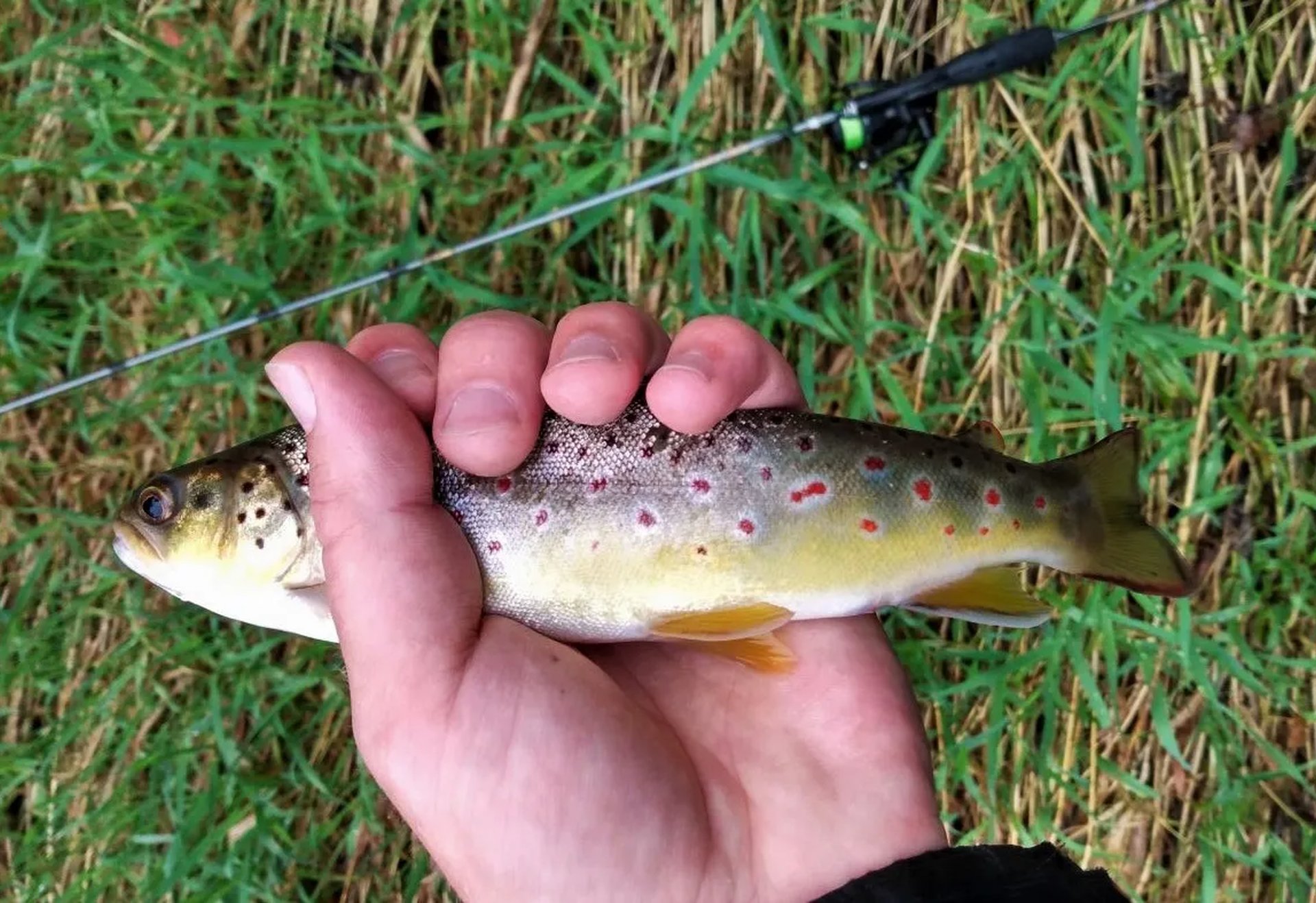 Eine Person hält eine kleine Forelle in der Hand, im Hintergrund ist Gras und eine Angelrute zu sehen.