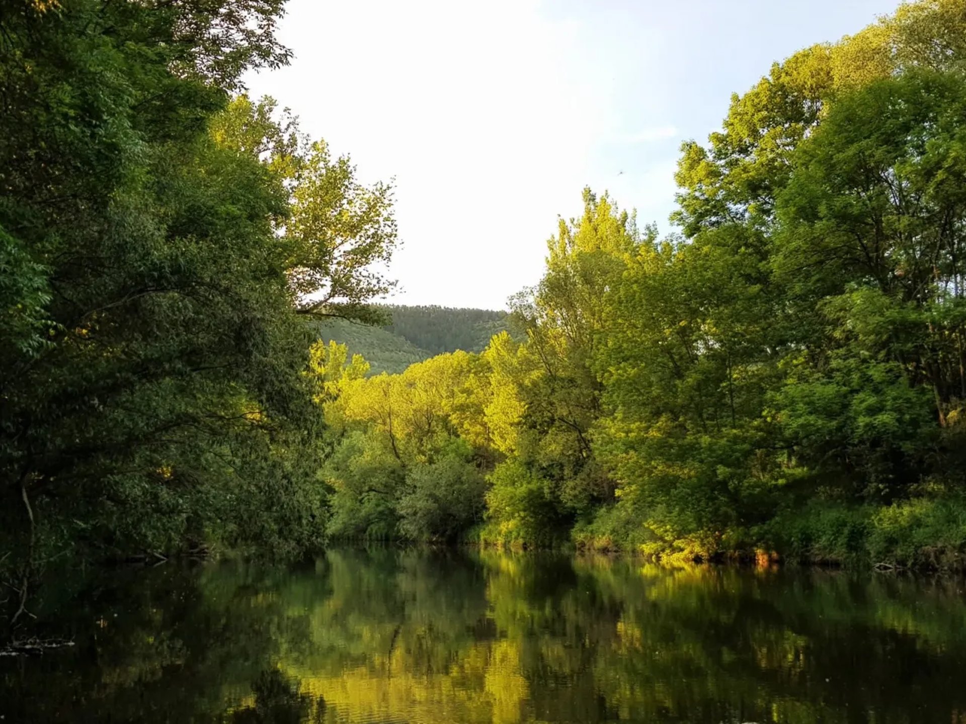 Ein ruhiger Fluss, umgeben von dichtem, grünem Wald im Sonnenlicht.