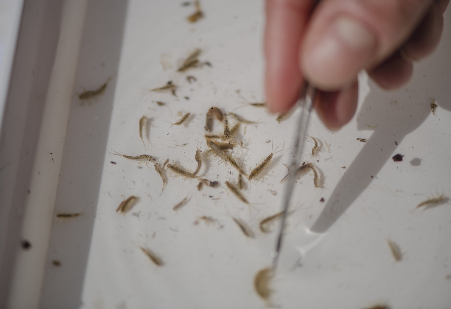 Nahaufnahme von Insektenlarven in einer flachen Schale, eine Hand hält eine Pinzette.