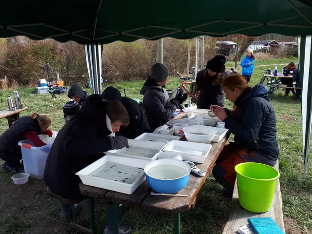 Mehrere Menschen sitzen unter einem Pavillon an Tischen und untersuchen Proben in Schalen und Schüsseln im Freien.
