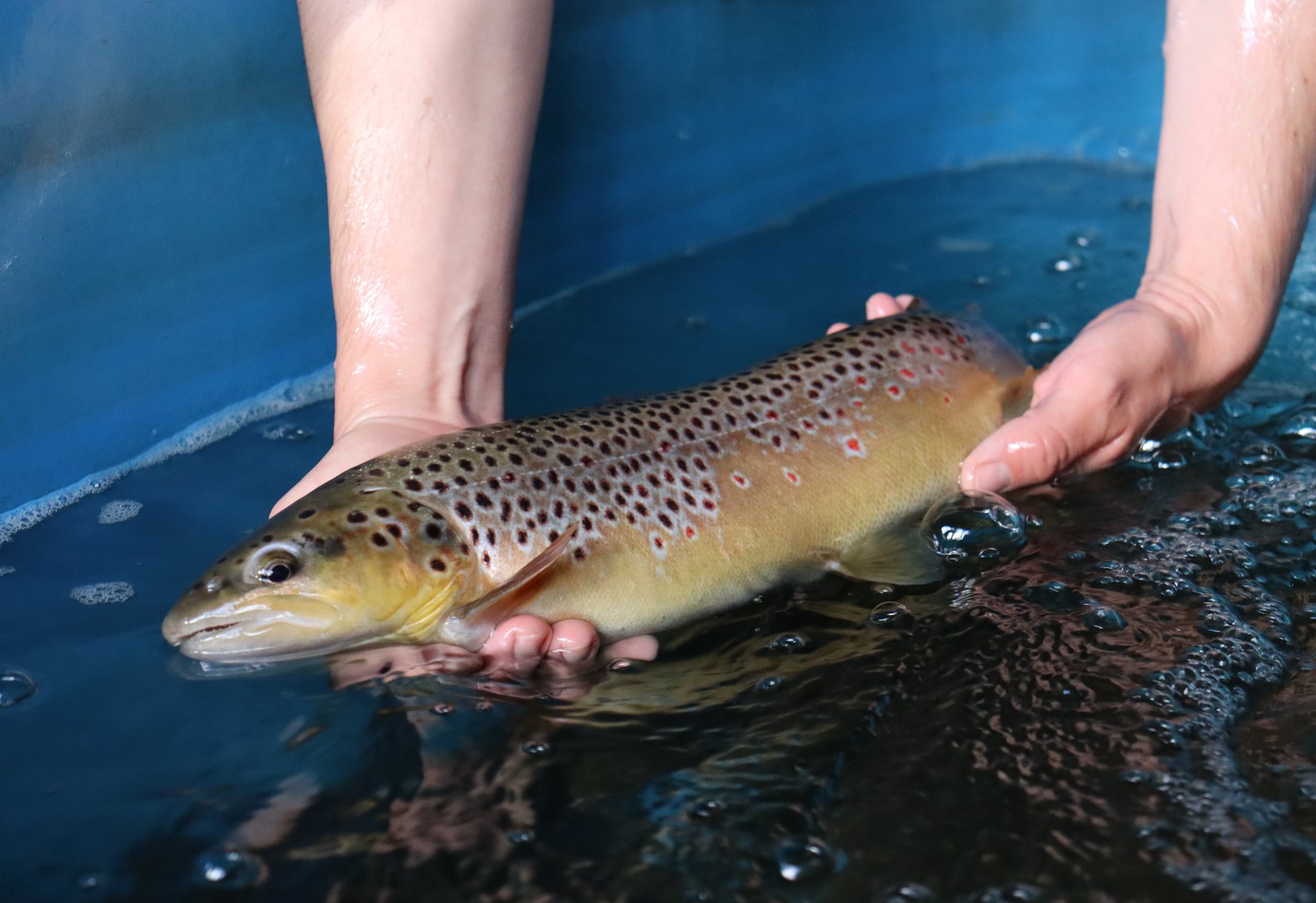 Zwei Hände halten eine Forelle knapp über der Wasseroberfläche.