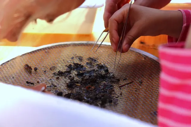 Zwei Personen durchsieben mit Pinzetten Erde und kleine Fundstücke auf einem Sieb.