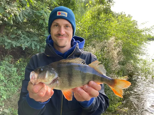Ein Mann steht am Ufer und hält einen großen Fisch (Flussbarsch) mit beiden Händen in die Kamera.