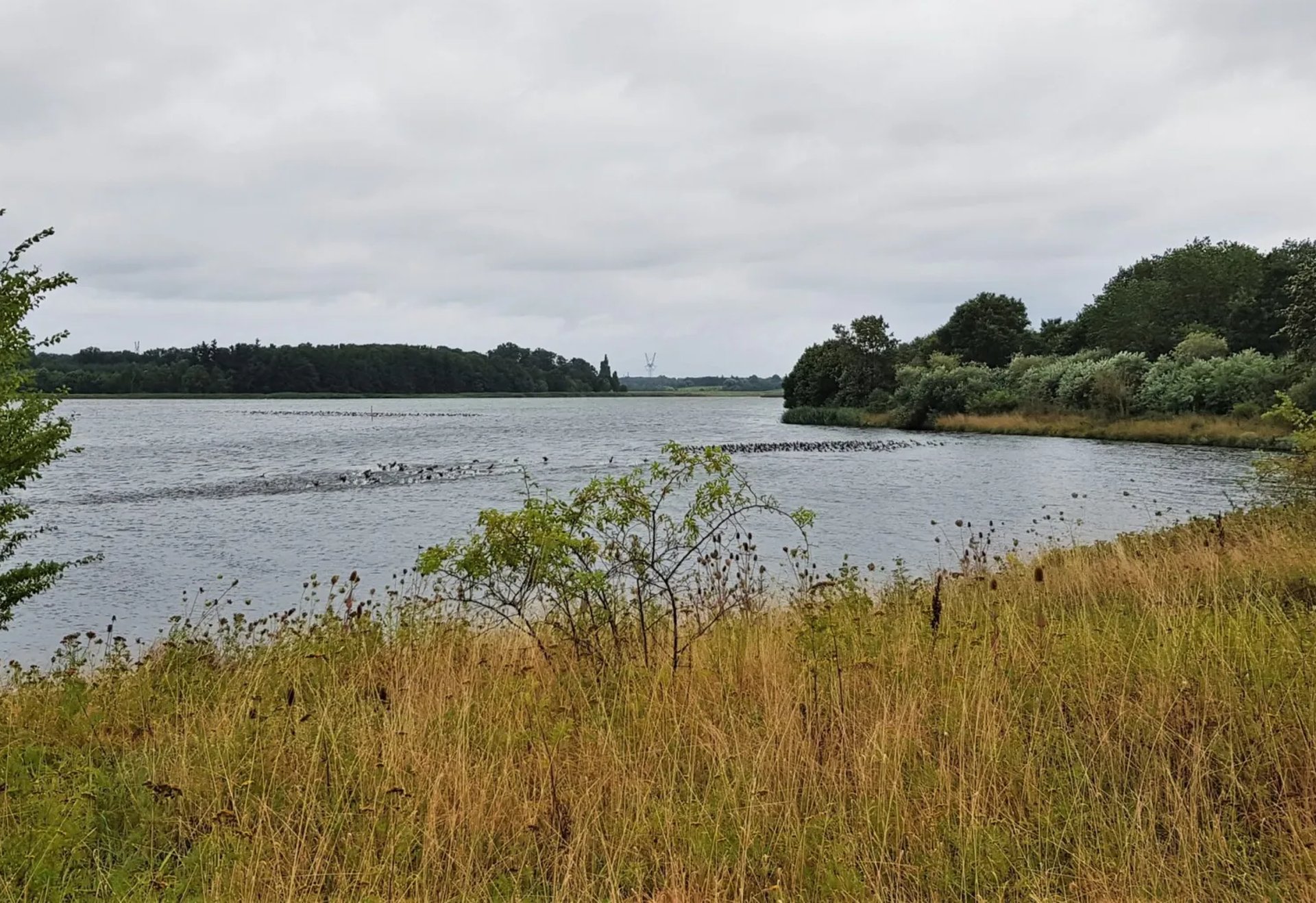 Ein See mit bewachsenem Ufer und Bäumen im Hintergrund unter bewölktem Himmel.