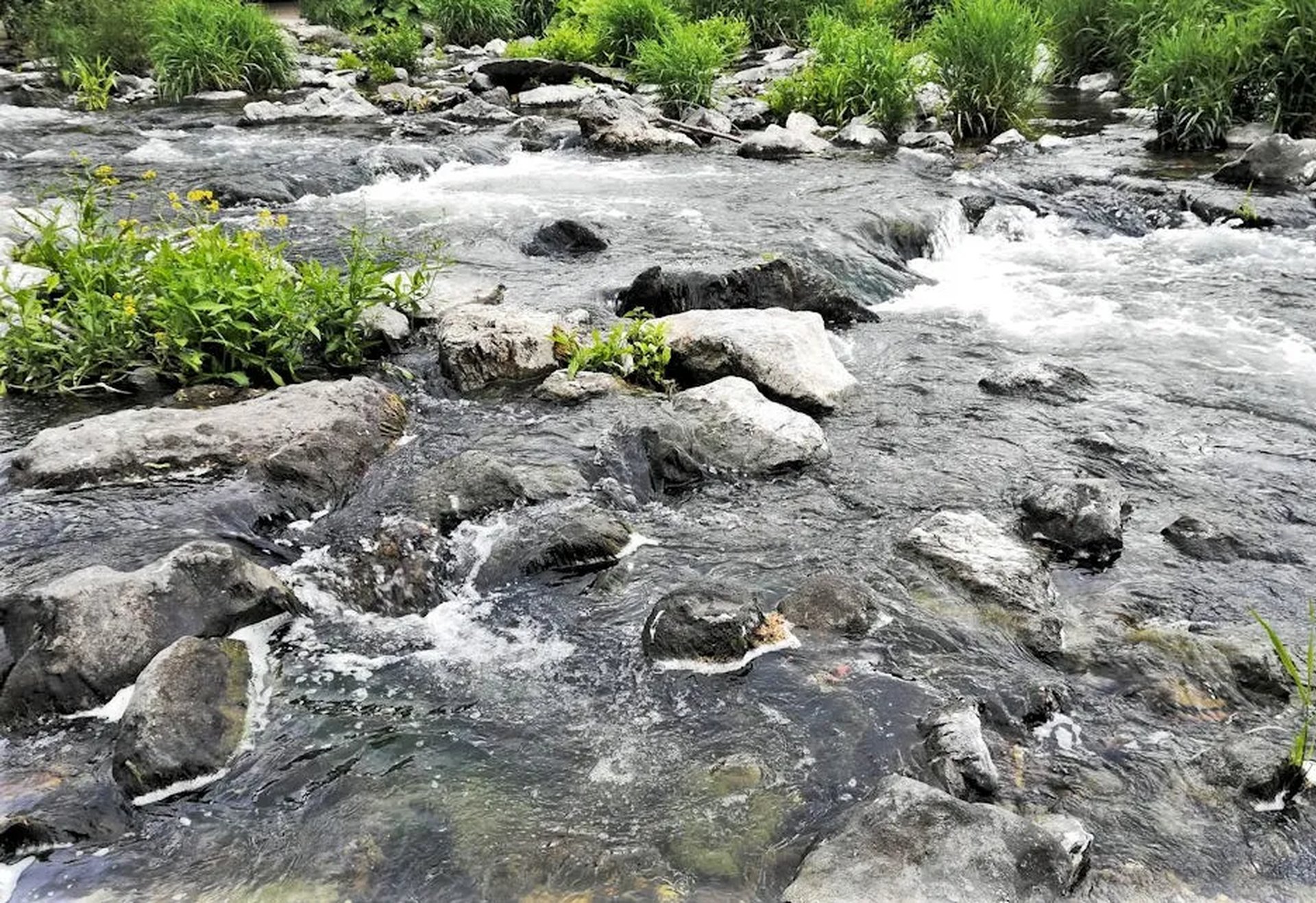 Ein flacher Bach fließt über zahlreiche Steine und Felsen, umgeben von grünen Gräsern und Pflanzen.