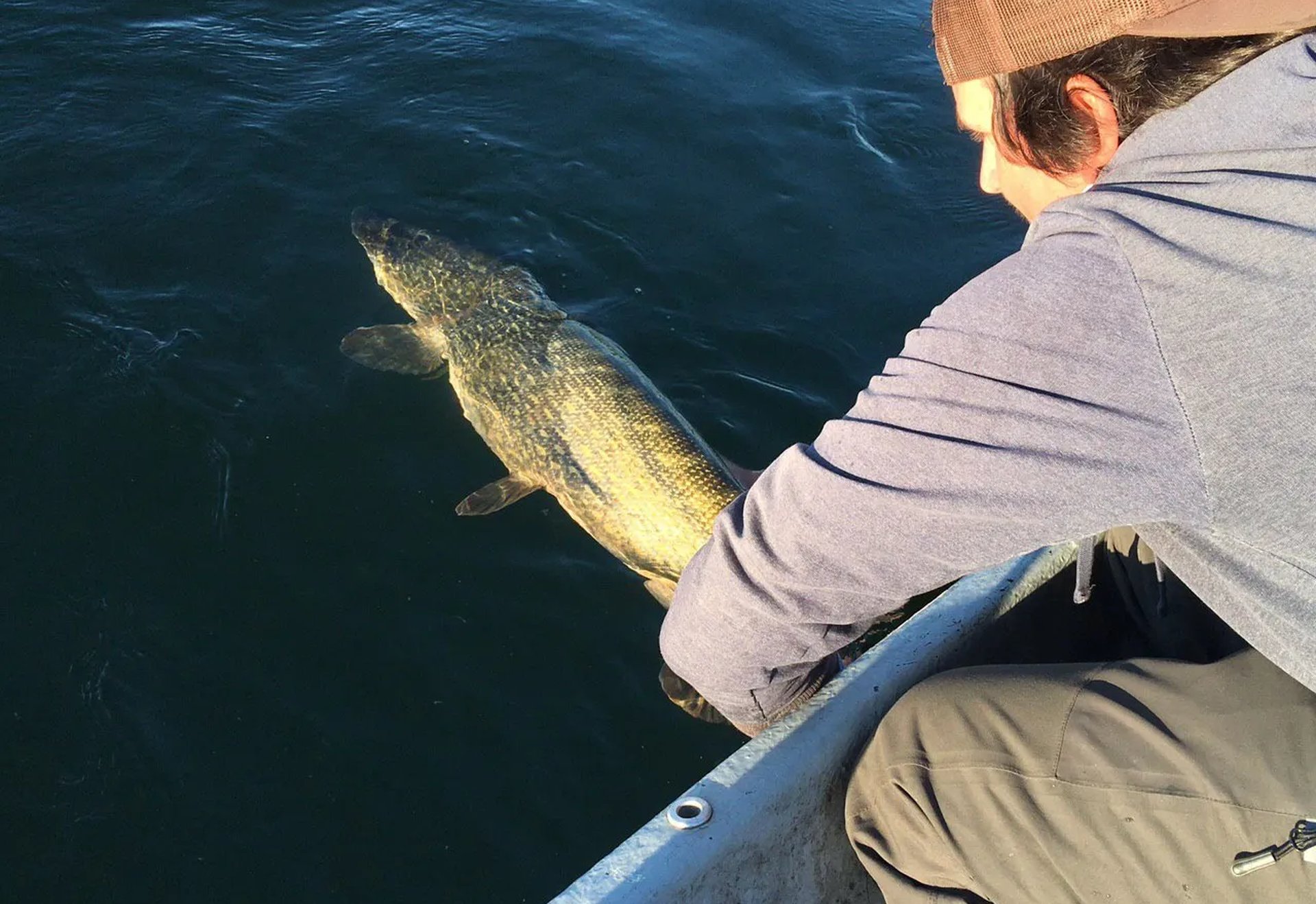 Ein Angler setzt einen großen Hecht aus einem Boot zurück ins Wasser.