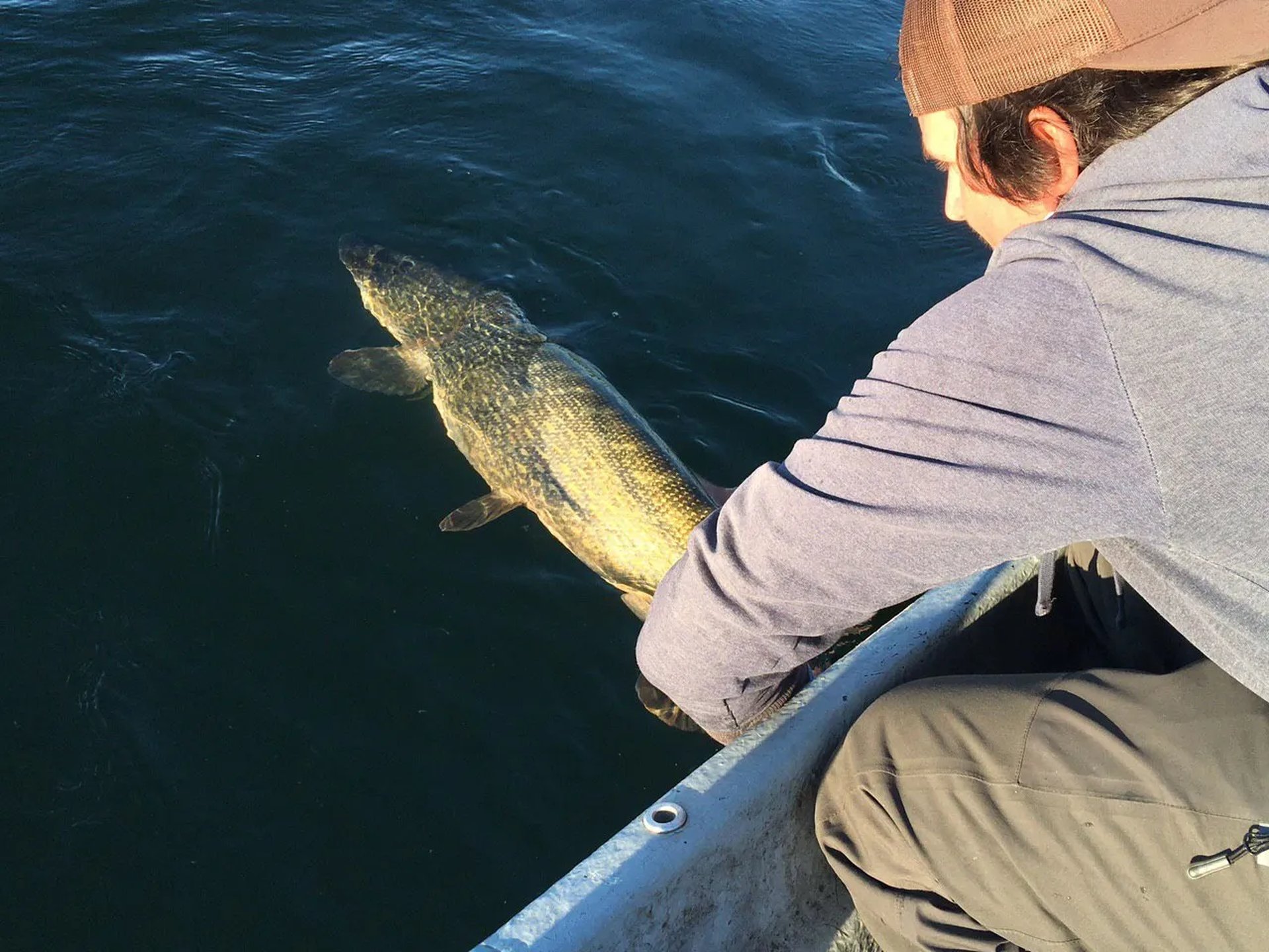 Ein Angler setzt einen großen Hecht aus einem Boot zurück ins Wasser.