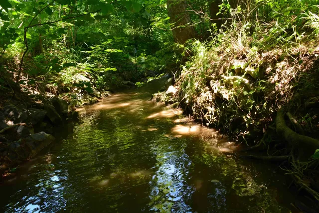 Ein schattiger Bach fließt durch einen dichten, grünen Wald.