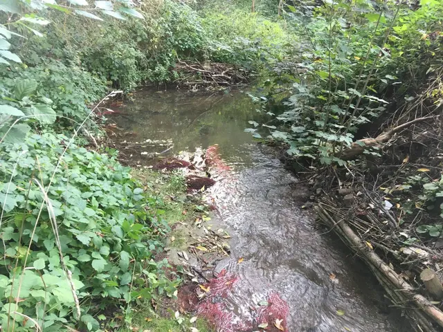 Ein kleiner Bach fließt durch dicht bewachsene grüne Vegetation, am Ufer sind rostrote Ablagerungen zu sehen.