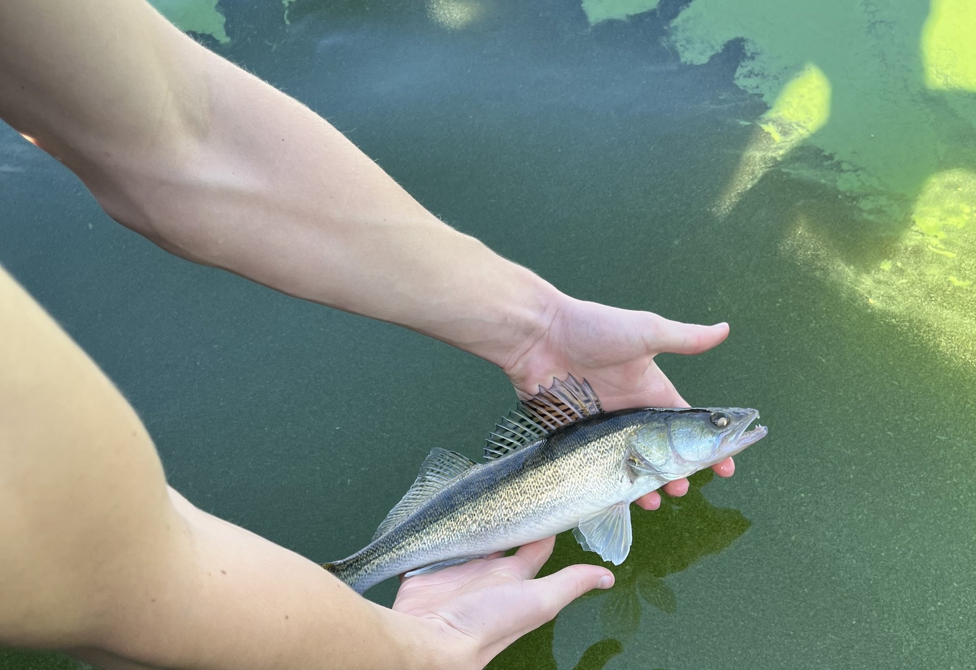 Zwei Hände halten vorsichtig einen jungen Zander über klarem, grünlich schimmerndem Wasser, kurz bevor der Fisch zurückgesetzt wird.