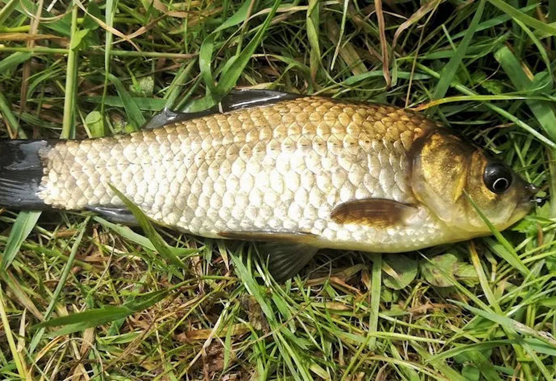 Ein Fisch liegt auf grünem Gras.