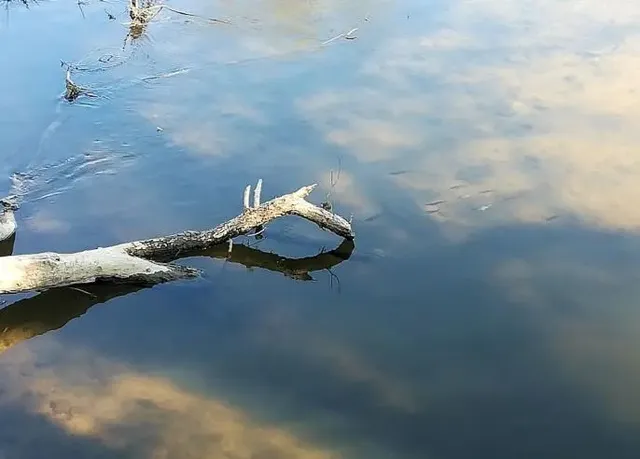 Ein abgebrochener Ast ragt ins ruhige Wasser, das den Himmel mit Wolken reflektiert.