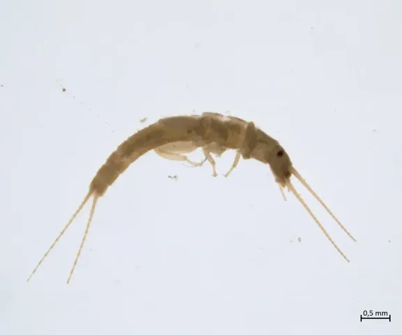 Kleine, hell gefärbte Insektenlarve mit drei langen Schwanzfäden auf hellem Hintergrund.