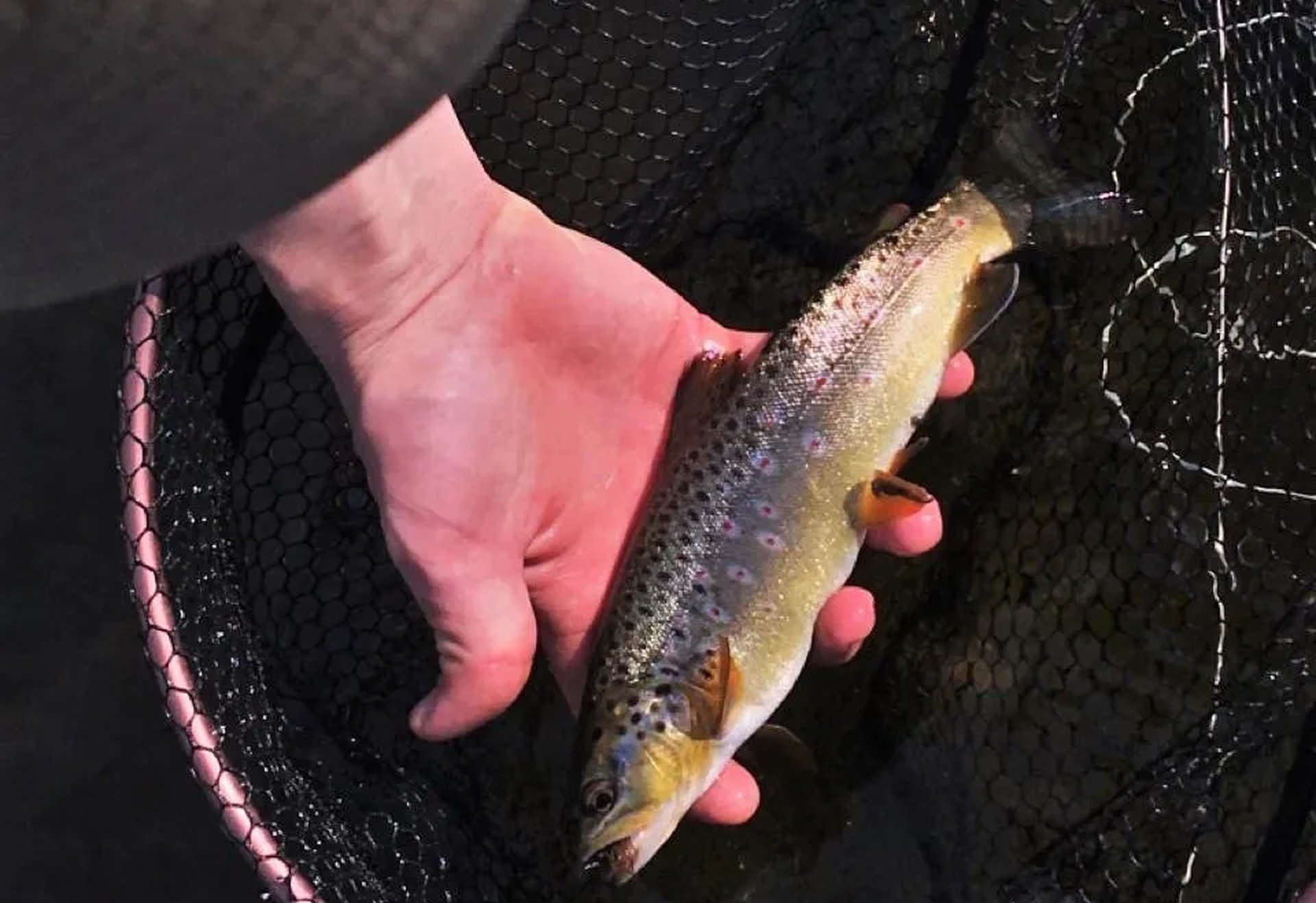 Eine Hand hält eine Forelle über ein Fangnetz.