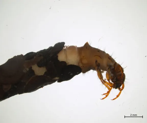 Nahaufnahme einer Köcherfliegenlarve mit gebautem Köcher, daneben eine Maßstabsleiste von 2 mm.