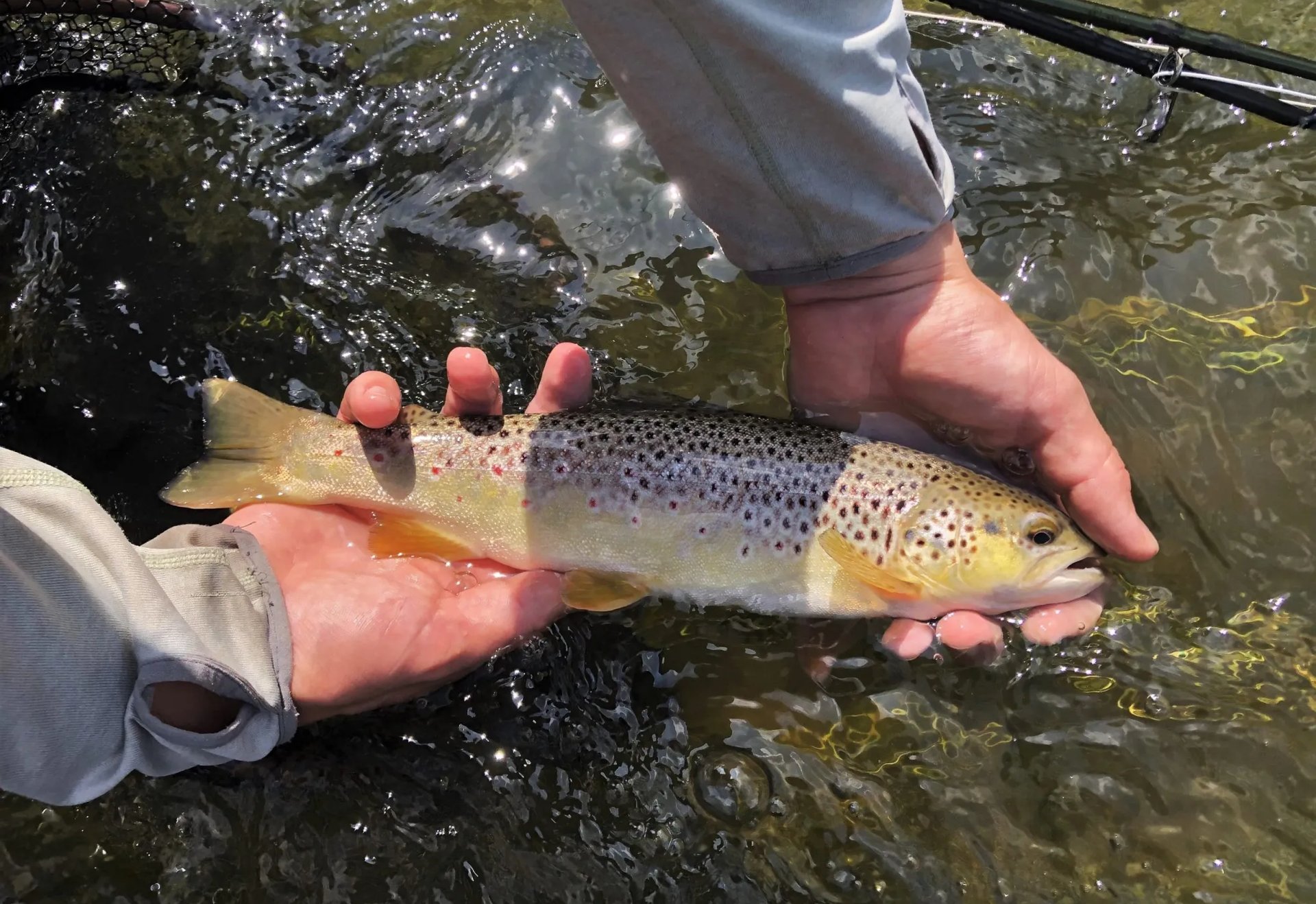 Eine Person hält eine Forelle mit beiden Händen über dem Wasser.