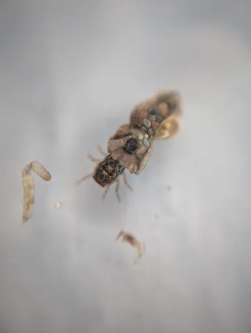 Makroaufnahme eines kleinen, gefleckten Insekts auf hellem Untergrund, daneben befinden sich zwei Larven.