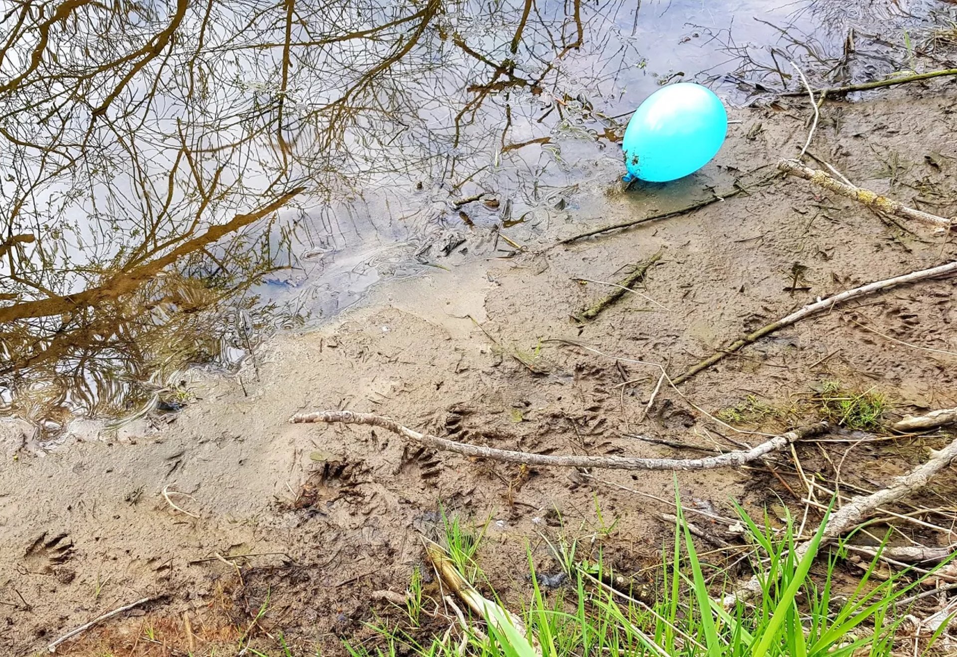 Ein blauer Ballon liegt am sandigen Ufer eines Gewässers, umgeben von Ästen, Gras und zahlreichen Tierspuren im Sand.