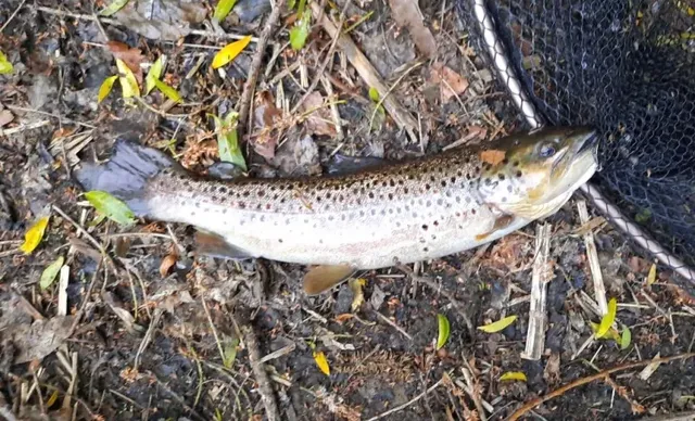 Eine gefangene Forelle liegt auf dem Boden neben einem Kescher.