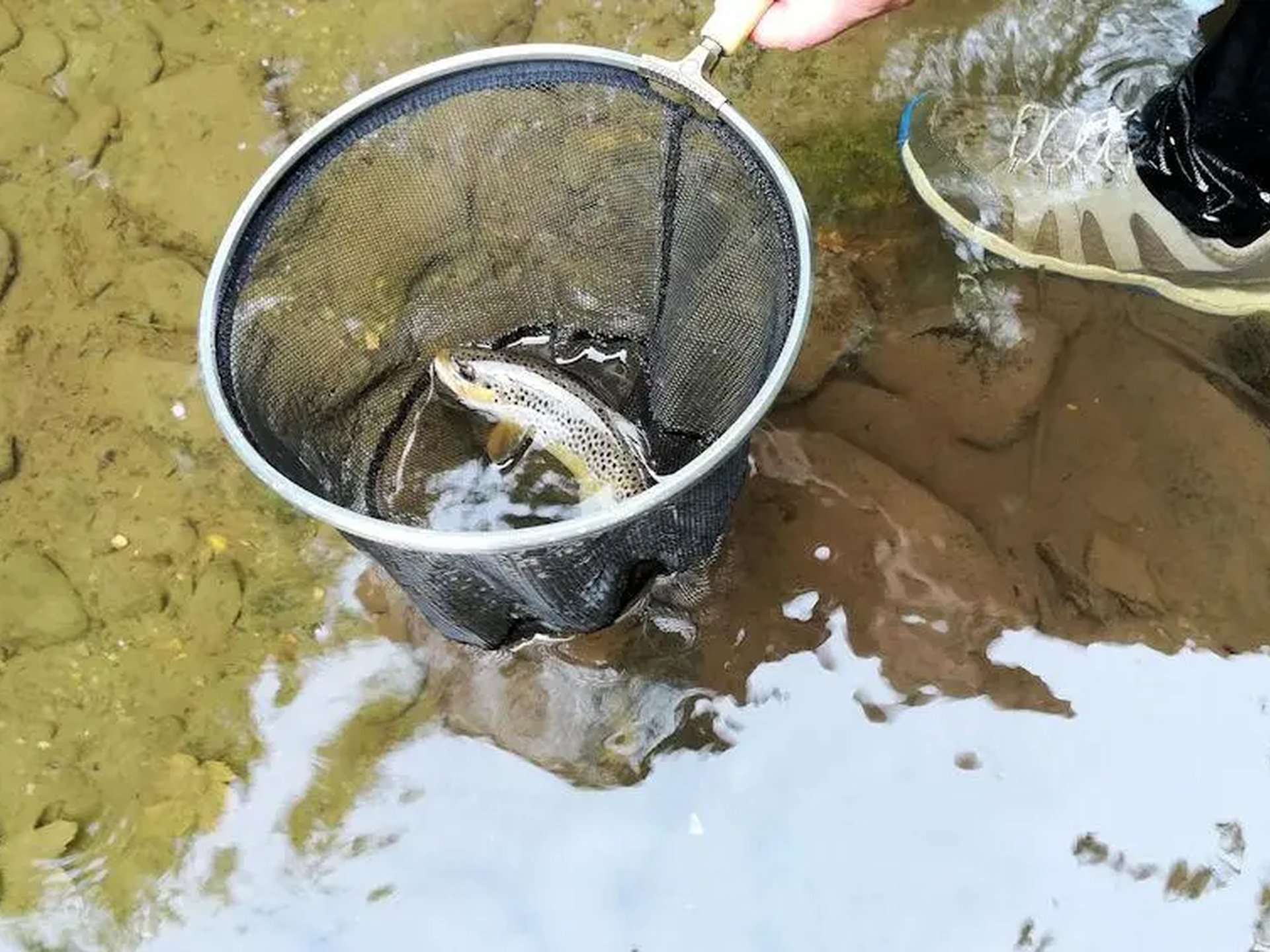 Eine Forelle befindet sich in einem Kescher im flachen Wasser, daneben steht eine Person mit Sportschuhen.