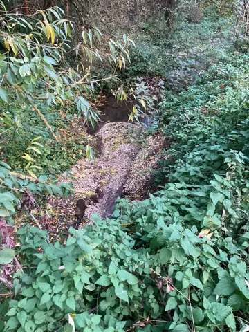 Kleiner Bachlauf inmitten dichter, grüner Vegetation im Wald.