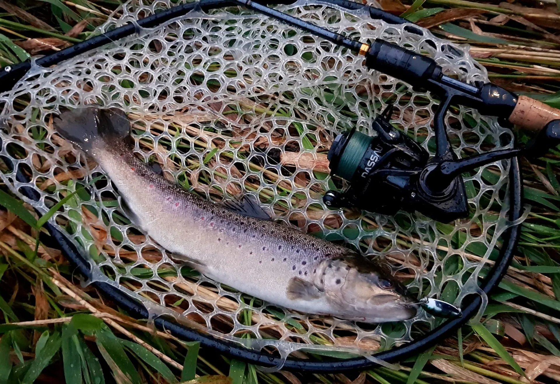 Eine Forelle liegt in einem Kescher neben einer Angelrute im Gras.