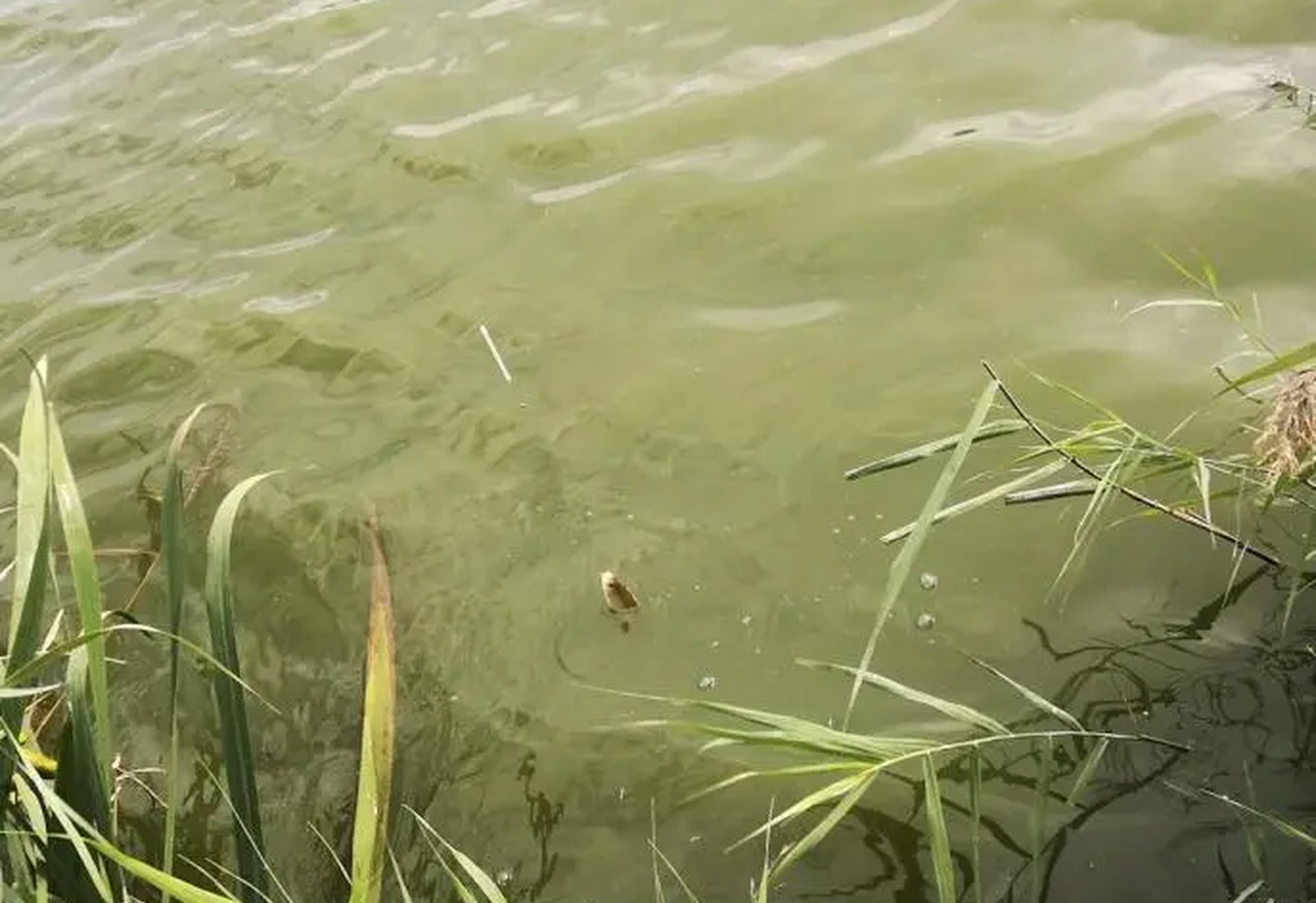 Grünes, trübes Wasser an einem Seeufer mit Schilf, in dem ein kleiner Fisch an der Wasseroberfläche schwimmt.