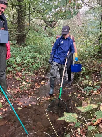 Mehrere Personen stehen in einem Bachlauf im Wald und arbeiten mit Keschern und Eimern.
