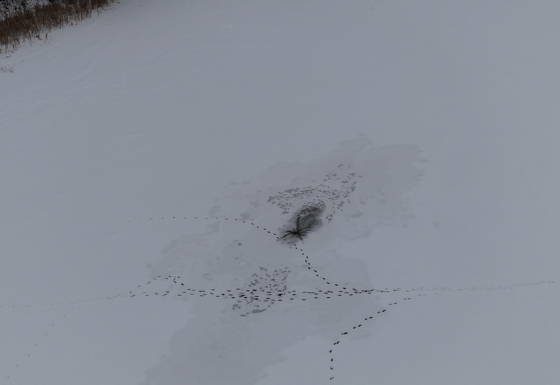 Kreuzende Tierspuren auf dem gefrorenen Podelsatz bei Stadtroda.