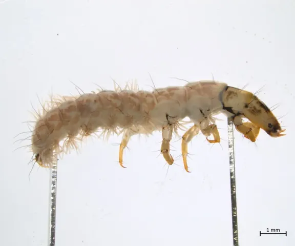 Weiße, behaarte Insektenlarve mit kräftigen Kieferzangen und mehreren Beinpaaren auf weißem Hintergrund; Maßstab unten rechts.