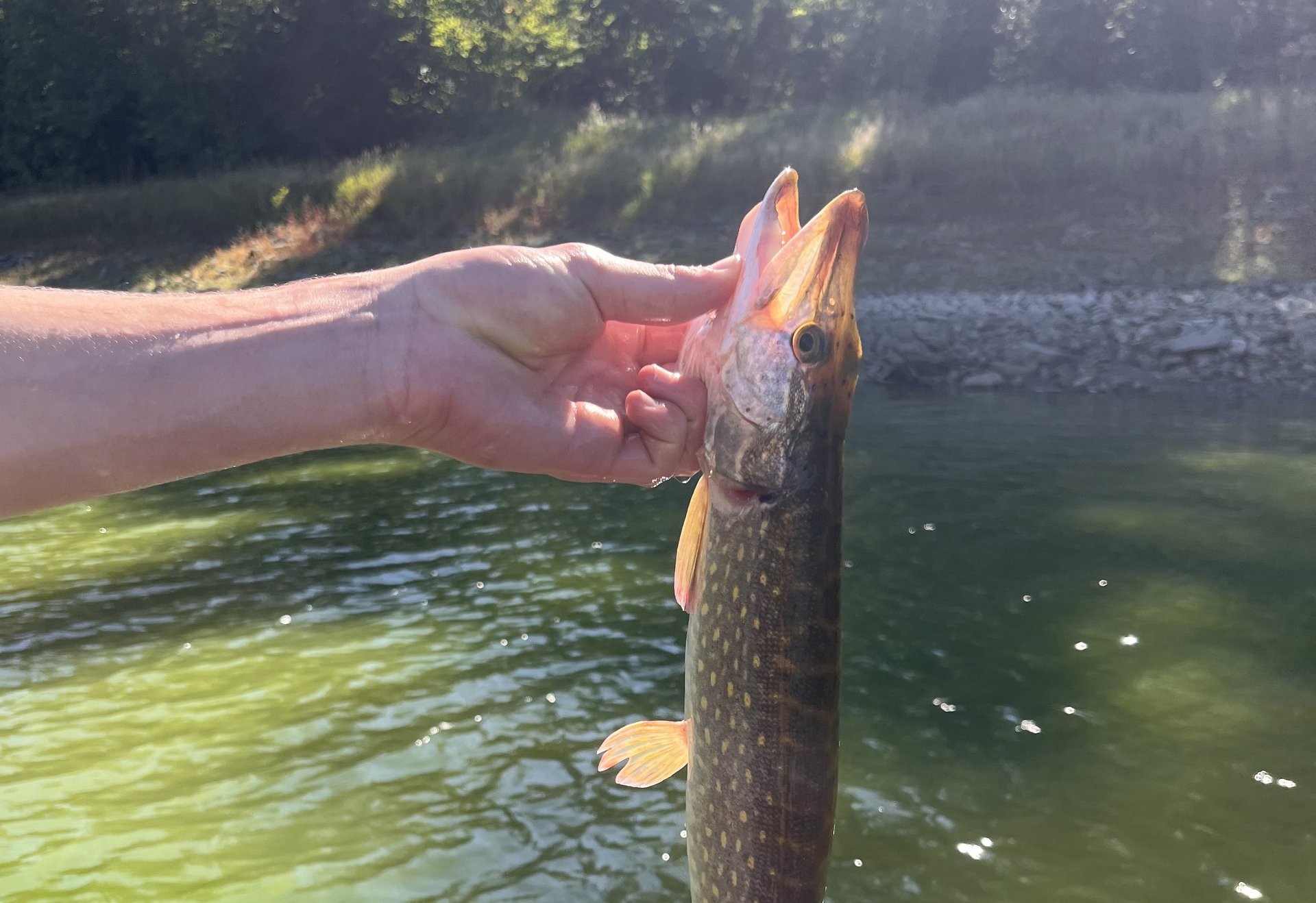 Eine Hand hält einen jungen Hecht über grünlich schimmerndem Wasser. Sonnenstrahlen reflektieren auf der Wasseroberfläche, während am Ufer Bäume im Gegenlicht zu sehen sind.