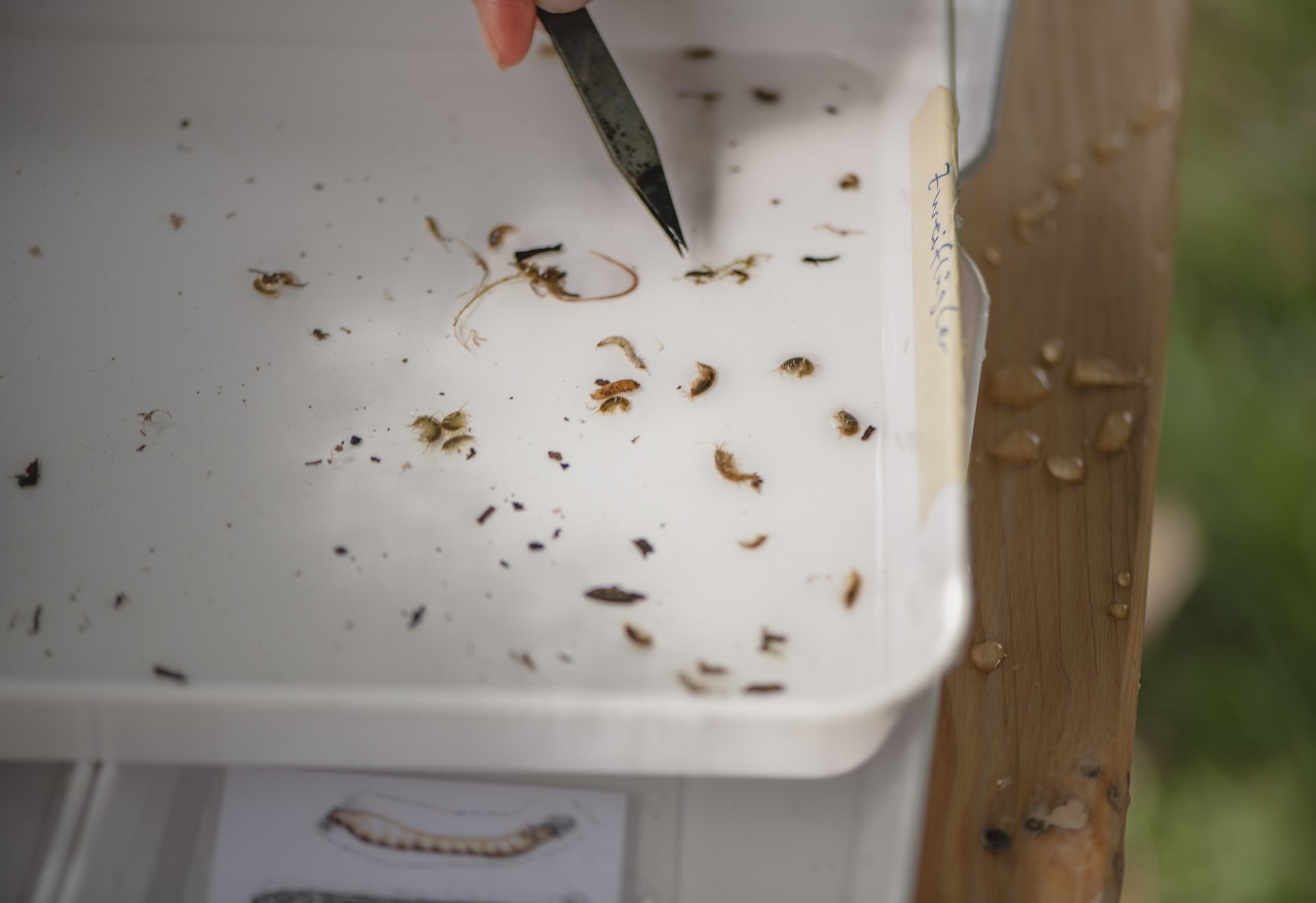 Eine weiße Schale mit verschiedenen kleinen Insekten und Würmern; eine Hand deutet mit einem Stift auf das Innere der Schale.