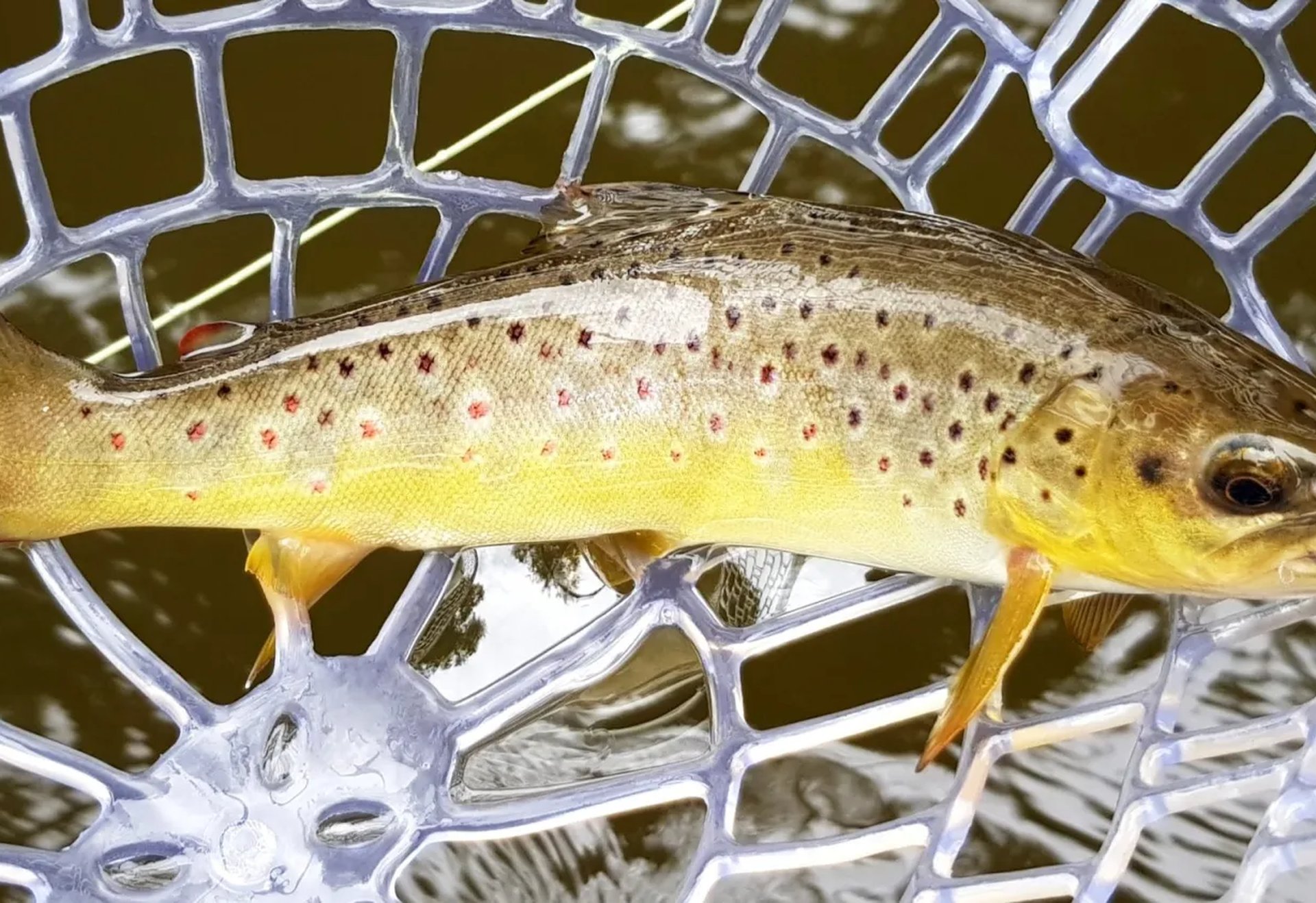 Eine Bachforelle liegt in einem Kescher über dem Wasser.