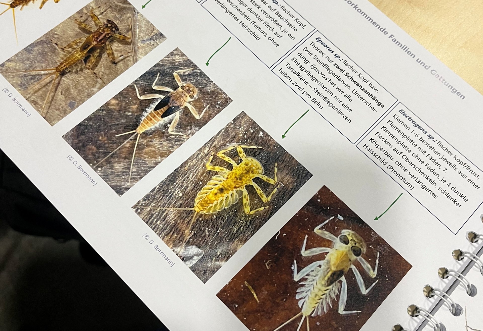 Ein aufgeschlagenes Buch mit Farbfotos und Beschreibungen verschiedener Insekten auf einer Tischplatte.
