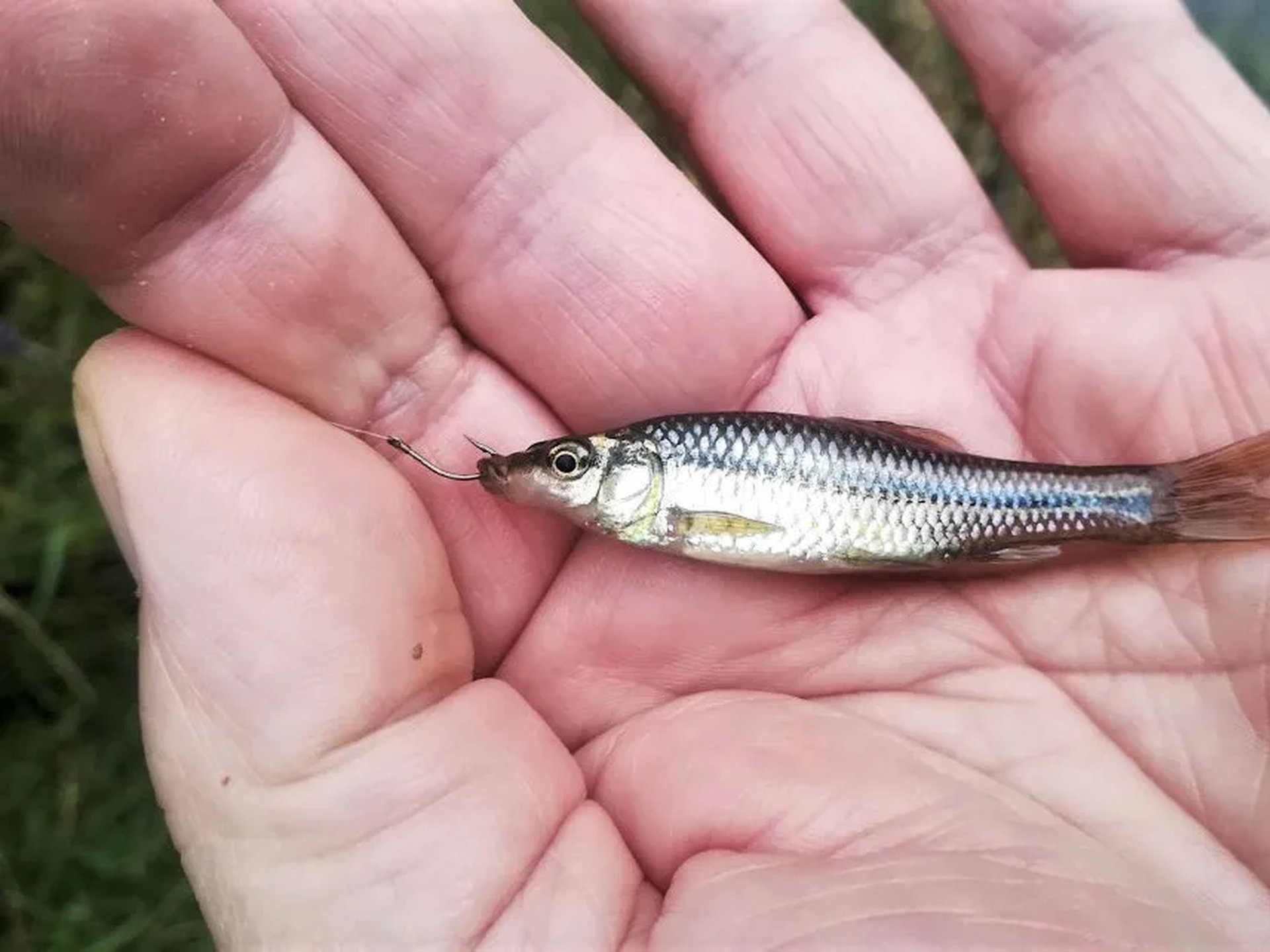 Eine kleine silbrig-graue Fisch sitzt auf einer Hand und ist an einem Angelhaken festgemacht.