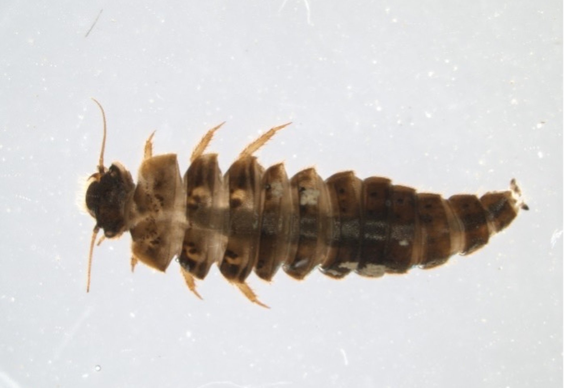 Nahaufnahme einer kleinen, braun gemusterten Insektenlarve auf hellem Untergrund.