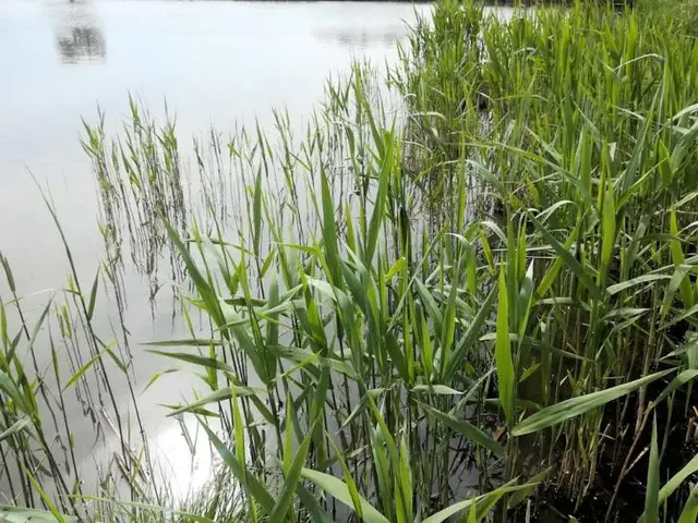 Schilfpflanzen wachsen dicht am Ufer eines ruhigen Gewässers.