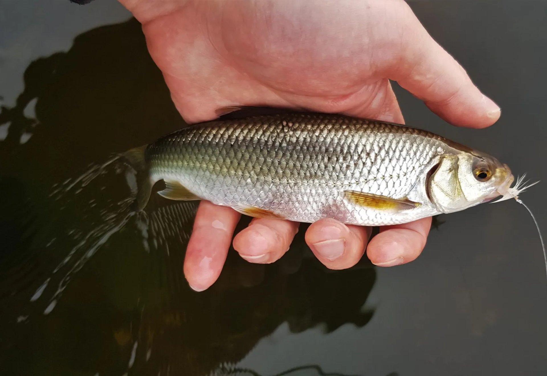 Eine Hand hält einen kleinen silbernen Fisch über dem Wasser, der an einer Angelschnur hängt.