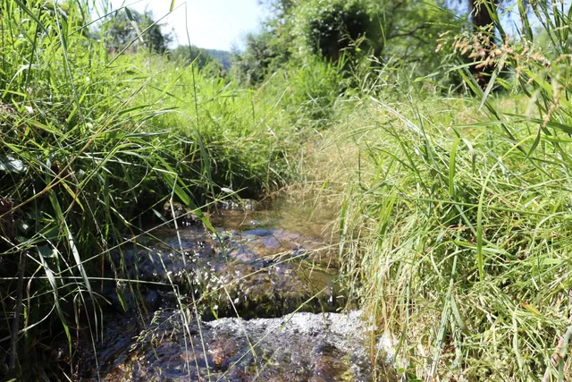 Kleiner Bach fließt durch dicht bewachsenes grünes Gras in einer sommerlichen Landschaft.