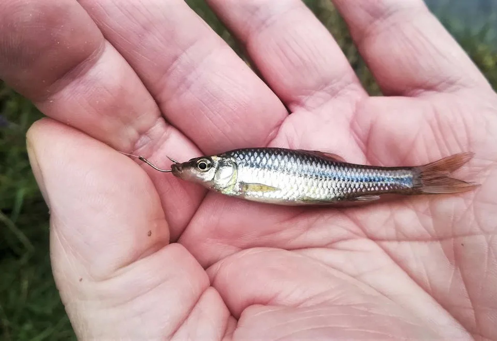 Eine kleine Silberfisch liegt auf der Hand einer Person und ist an einem Angelhaken befestigt.