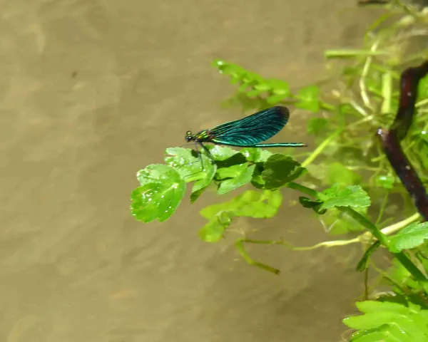 Eine blau-schwarze Libelle sitzt auf einem grünen Blatt über einer Wasseroberfläche.