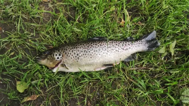 Ein gefangener Fisch liegt auf grünem Gras.