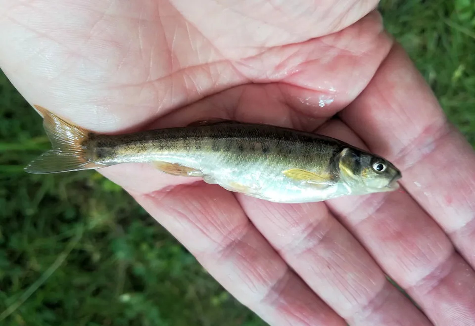 Eine kleine Forelle liegt in einer menschlichen Hand.