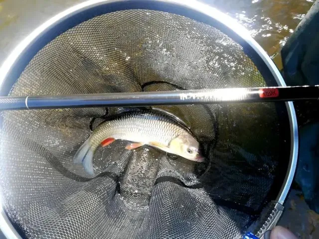 Ein Fisch liegt in einem Kescher, darüber ist eine Angelrute zu sehen.